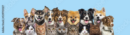 Several cats and dogs head shot, looking at the camera in a row on blue background
