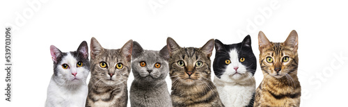 Large group of cats together in a row looking at the camera isolated on white