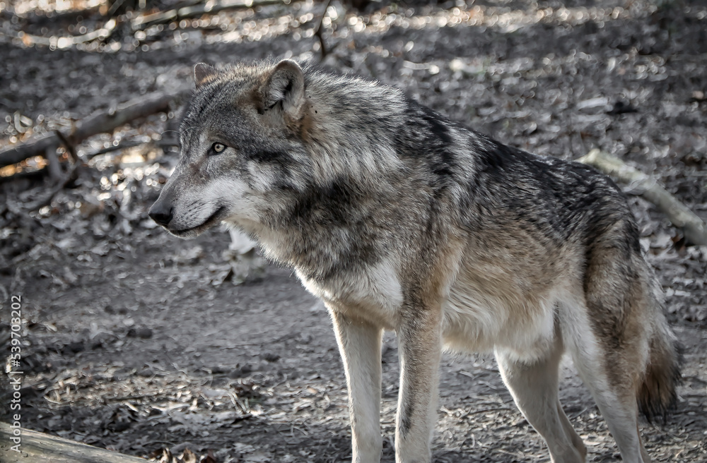 Wolf in its area observing Wolf in its area observing