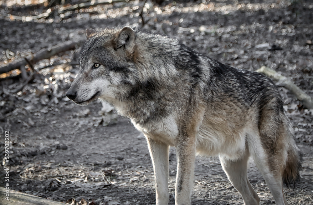 Wolf in its area observing