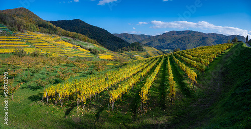 Herbstliches Weingartenpanorama der Wachau bei Spitz