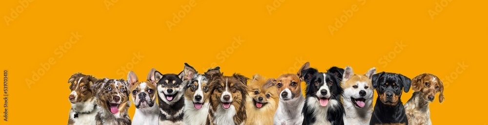 Large group of dogs together in a row, looking at the camera on yellow banner background