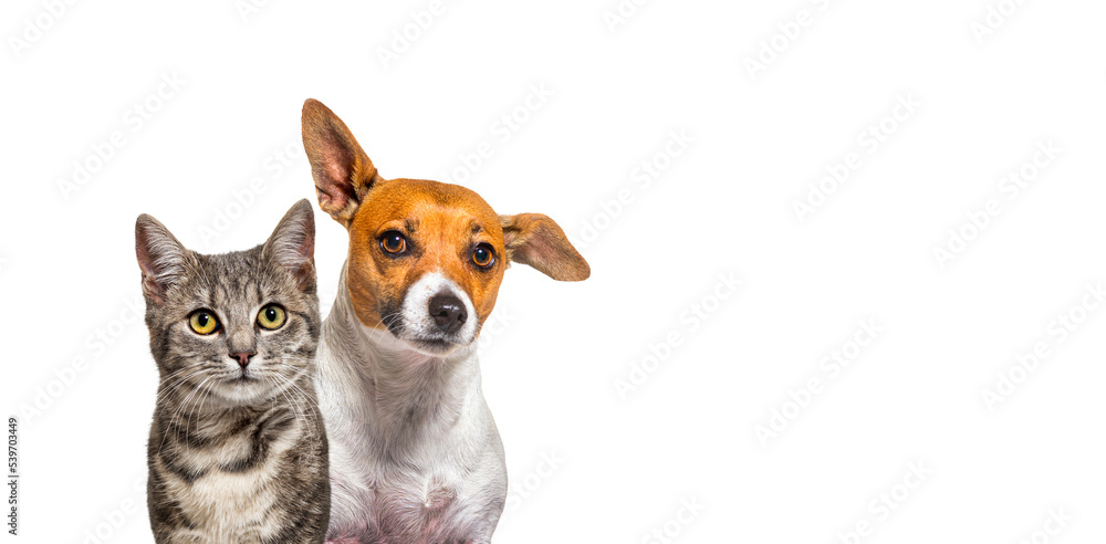 Head shot of Grey striped tabby cat and Jack russell terrier dog together isolated on white, banner with copy space
