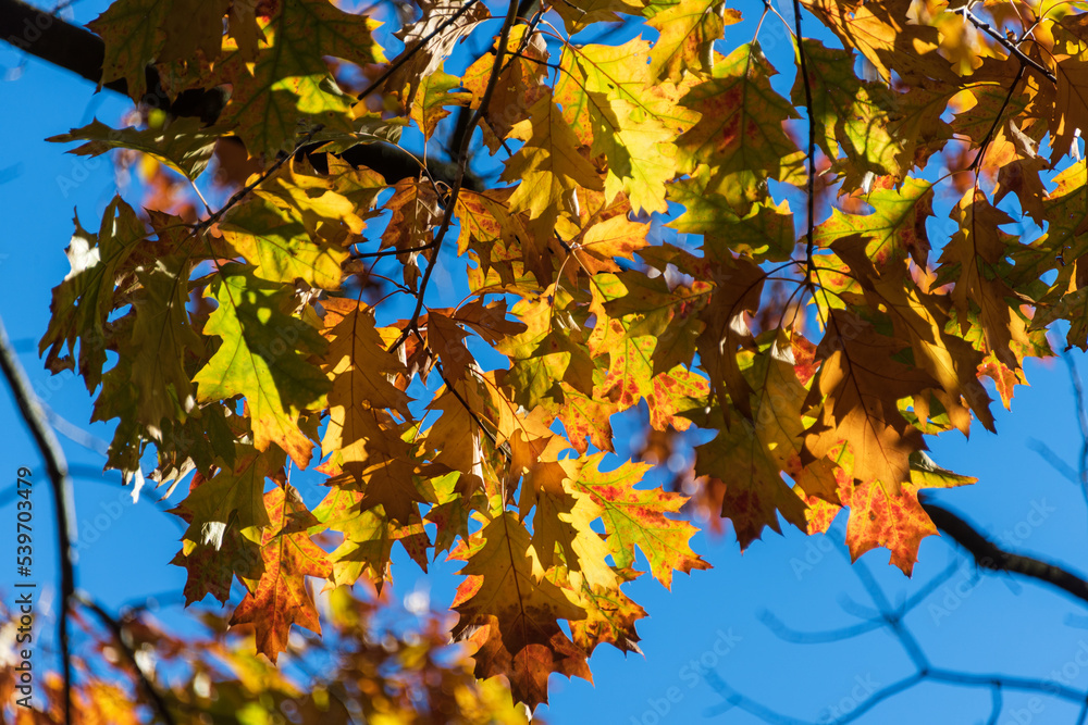 Bunte Blätter eines Baumes in herbstlichem Sonnenlicht vor blauem Himmel Bunte Blätter eines Baumes in herbstlichem Sonnenlicht vor blauem Himmel