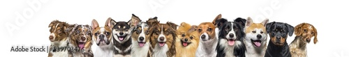 Banner  large group of head shot dogs looking at the camera isolated on white