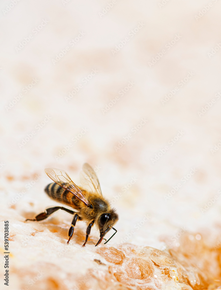 Honey bee eating honey on the frame of a hive where wax remains, isolated on a white background Honey bee eating honey on the frame of a hive where wax remains, isolated on a white background