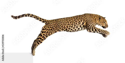 Fototapeta Side view of a spotted leopard leaping, panthera pardus, isolated on white