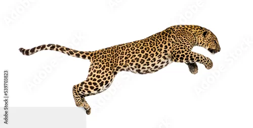 Fototapeta na wymiar Side view of a spotted leopard leaping, panthera pardus, isolated on white