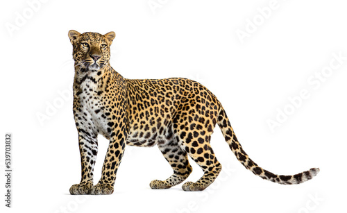 Portrait of leopard standing a looking away proudly, Panthera pardus, against white background photo
