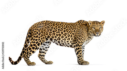 Fototapeta Portrait of leopard standing a looking at the camera, Panthera pardus, against white background