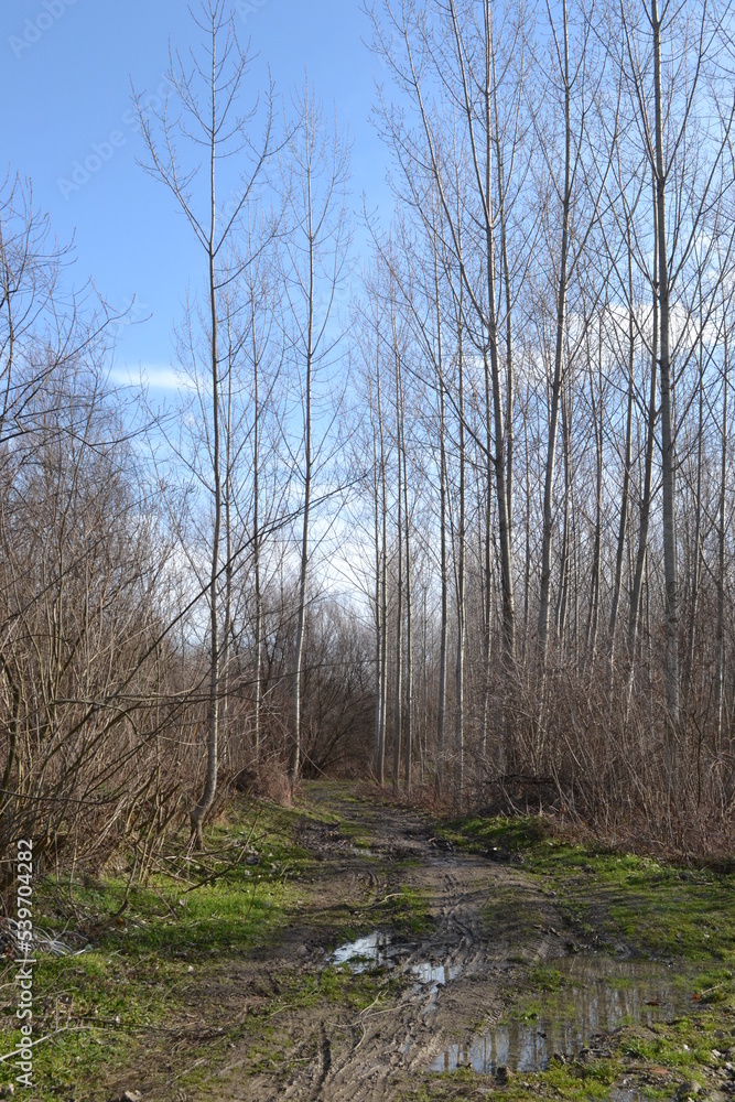 Swampy autumn, sunny landscape. A panoramic view of the marsh in the autumn sunny period of the day. Swampy autumn, sunny landscape. A panoramic view of the marsh in the autumn sunny period of the day.