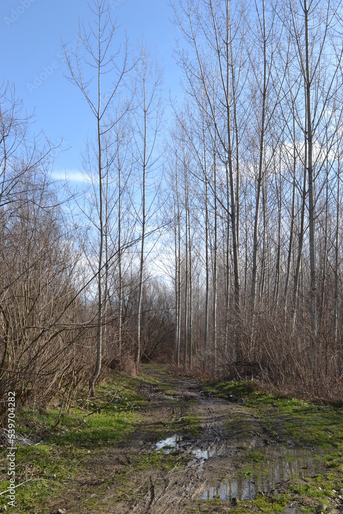 Swampy autumn, sunny landscape. A panoramic view of the marsh in the autumn sunny period of the day.