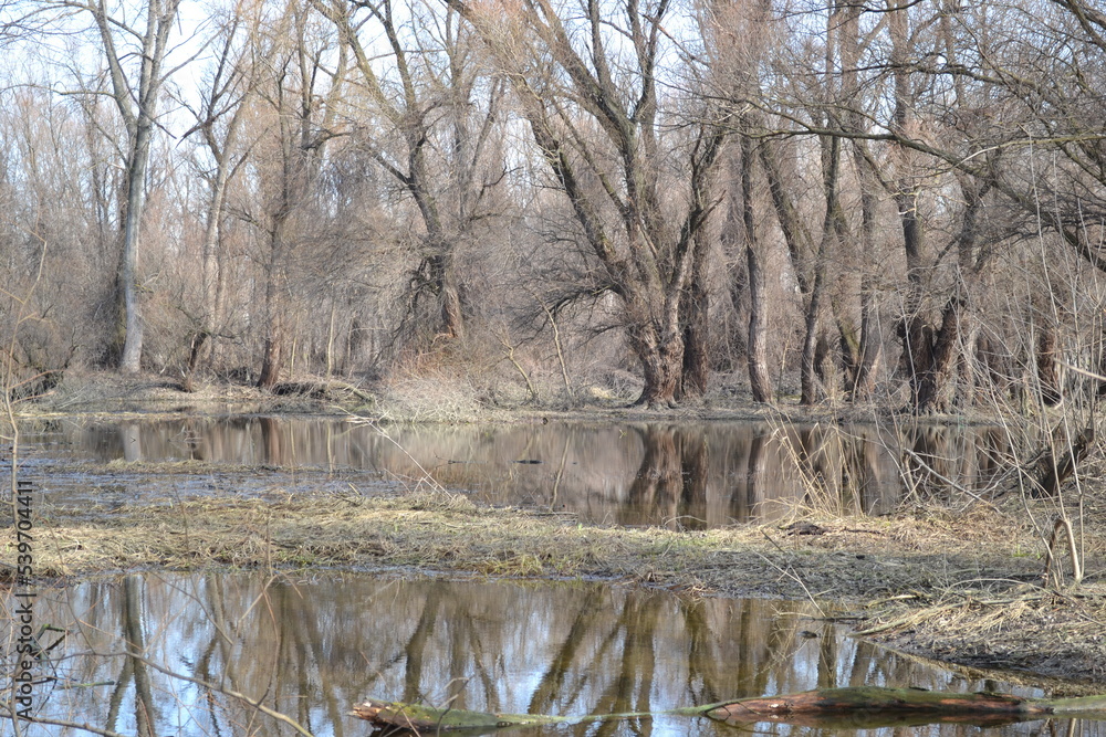 Swampy autumn, sunny landscape. A panoramic view of the marsh in the autumn sunny period of the day. Swampy autumn, sunny landscape. A panoramic view of the marsh in the autumn sunny period of the day.