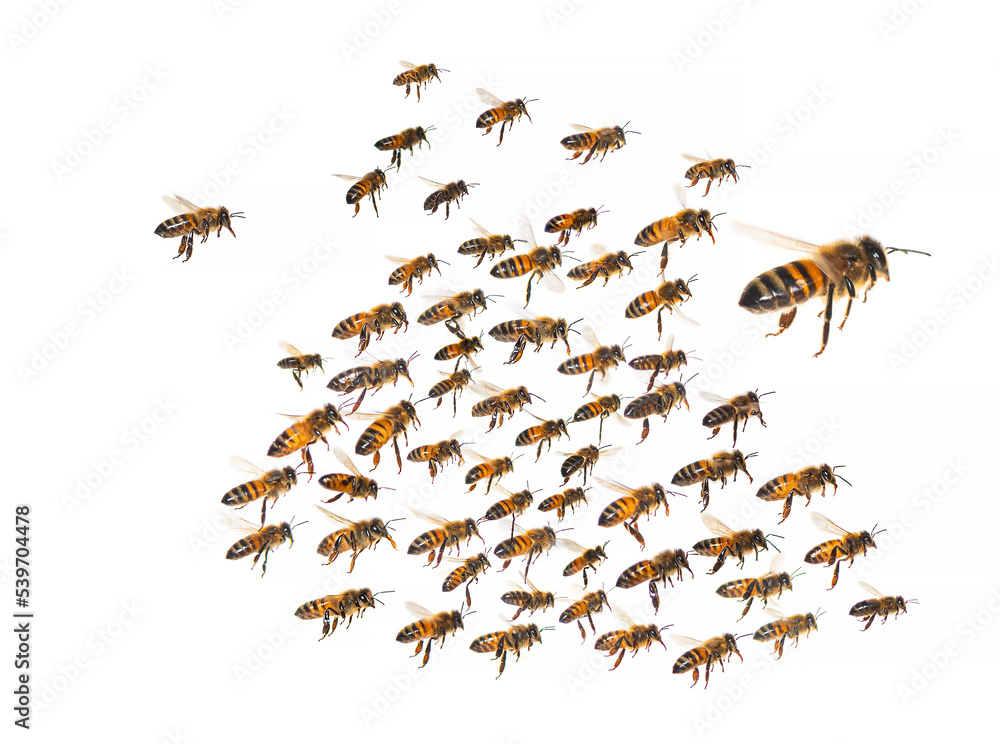 swarm of bees in flight isolated on white background swarm of bees in flight isolated on white background