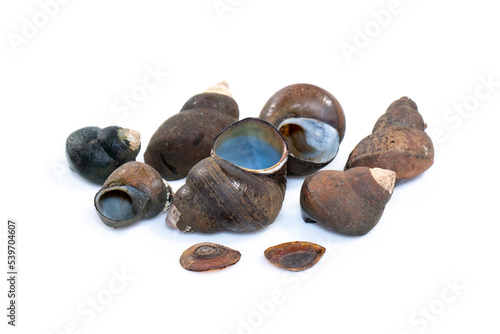 Group of river snail (Filopaludina martensi) isolated on white background. Animal. photo