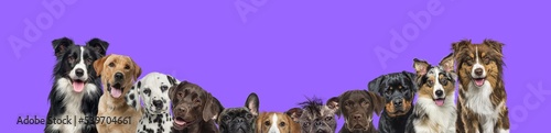 Banner with large group of dogs together in a row sort by size on purple background