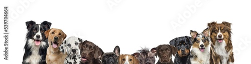 Fototapeta Naklejka Na Ścianę i Meble -  Large group of dogs together in a row isolated on white