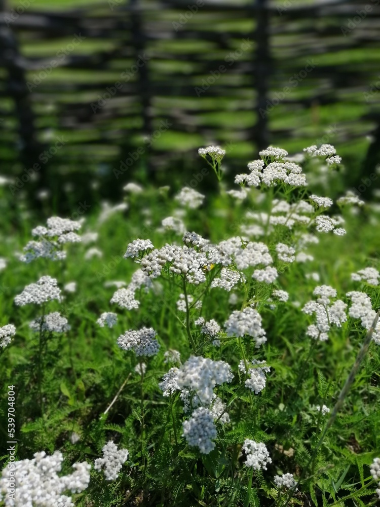 blurred floral background with a white flowering Achillea millefolium near a wicker fence on a sunny summer day. Wild meadow flowers. Floral Wallpaper blurred floral background with a white flowering Achillea millefolium near a wicker fence on a sunny summer day. Wild meadow flowers. Floral Wallpaper