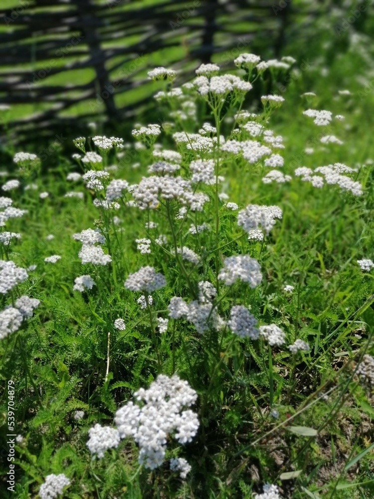 blurred floral background with a white flowering Achillea millefolium near a wicker fence on a sunny summer day. Wild meadow flowers. Floral Wallpaper blurred floral background with a white flowering Achillea millefolium near a wicker fence on a sunny summer day. Wild meadow flowers. Floral Wallpaper