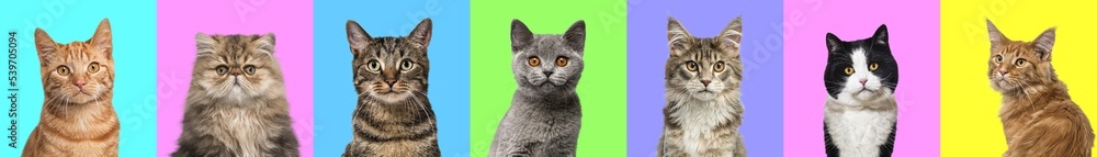 Banner, Collage of multiple cats head portrait photos on a multicolored background of a multitude of different bright colors. Banner, Collage of multiple cats head portrait photos on a multicolored background of a multitude of different bright colors.