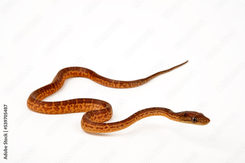 Hispaniolan boa // Haiti-Boa (Chilabothrus striatus) Hispaniolan boa // Haiti-Boa (Chilabothrus striatus)