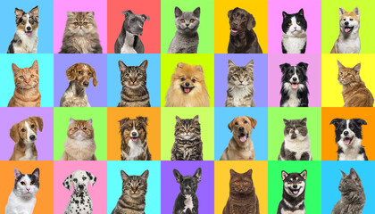 Collage of multiple headshot photos of dogs and cats on a multicolored background of a multitude of different bright colors.