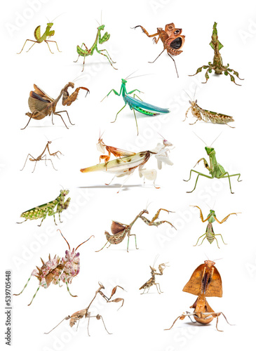 .Decorative educational poster, set of many different species of praying mantis on white background.Decorative educational poster, set of many different species of praying mantis on white background