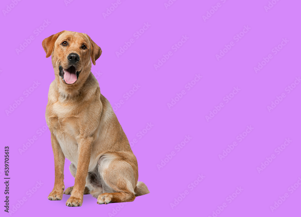 Labrador retriever dog panting and sitting in front of pink