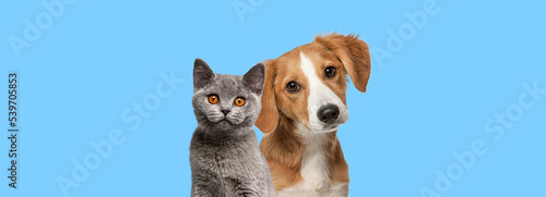 Cat and dog together looking at the camera on Blue background photo