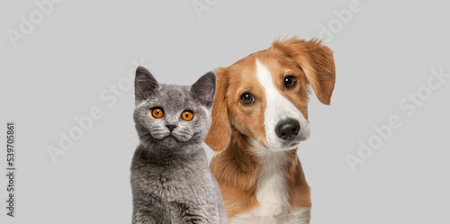 Fototapeta Naklejka Na Ścianę i Meble -  Cat and dog together looking at the camera Isolated on grey