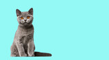 British Shorthair cat kitten sitting and looking at camera on pistache background