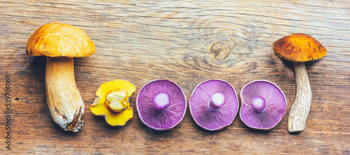 Tableau sur toile white mushroom boletus, birch mushroom, mossiness mushroom and mushrooms purple