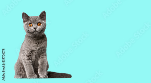 Foto British Shorthair cat kitten sitting and looking at camera on pistache backgroun