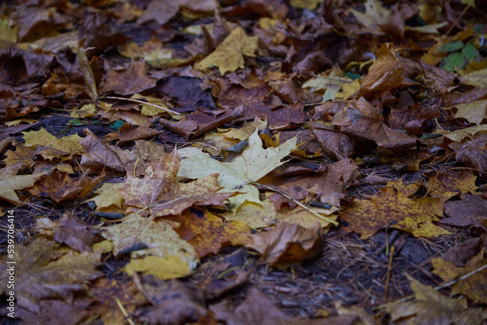 Fallen yellow autumn leaves, selective focus