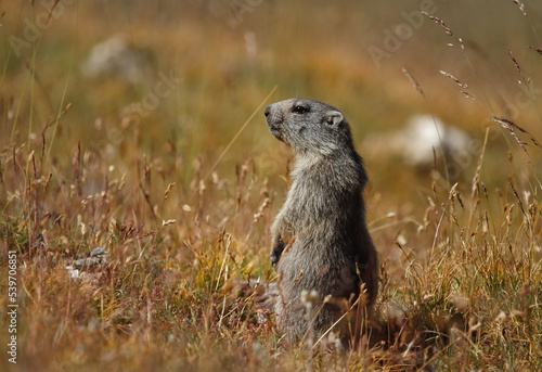 Young alpine marmot standing watching out for threats in summer nature, Barre des Ecrins National Park, France