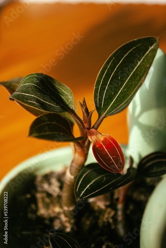 Closeup shot of a Ludisia discolor plant on pot plant with orange background photo