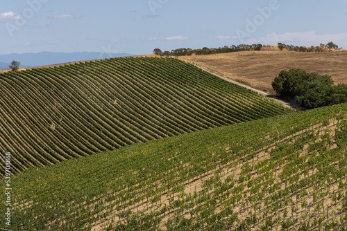 Harvest of vino nobile red wine grapes in the vineyards growing in lines  Tuscany  Montalcino  Brunello wine district and Unesco heritage  Italy  in late summer or autumn before harvest taking.