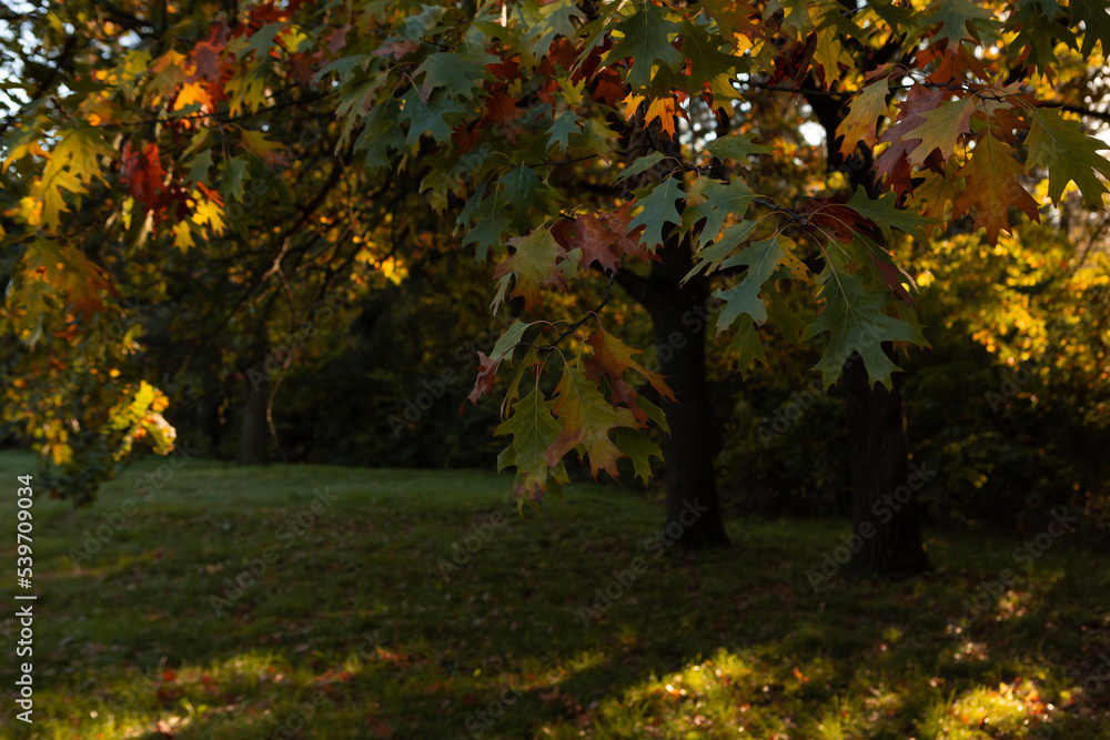 Yellow leaves on oak tree autumn nature Yellow leaves on oak tree autumn nature