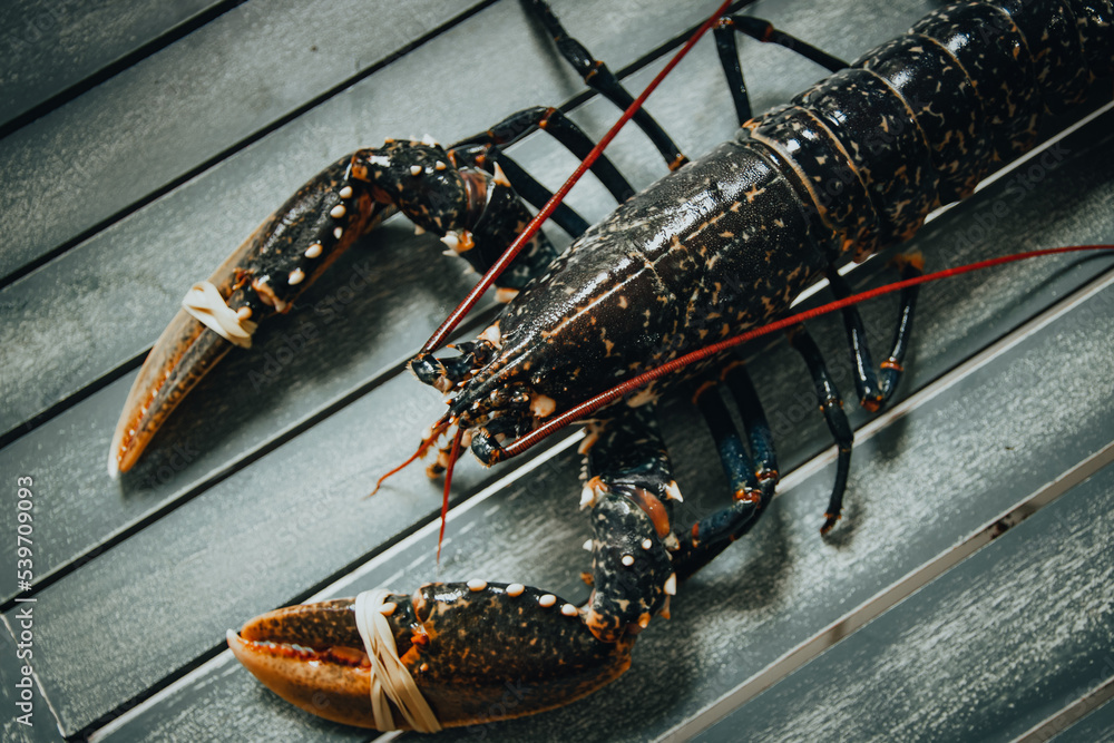 Homard bleu de Bretagne vivant sortant du vivarium du poissonnier StockFoto Adobe Stock