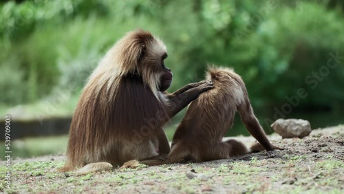 Funny fluffy monkeys grooming each other photo