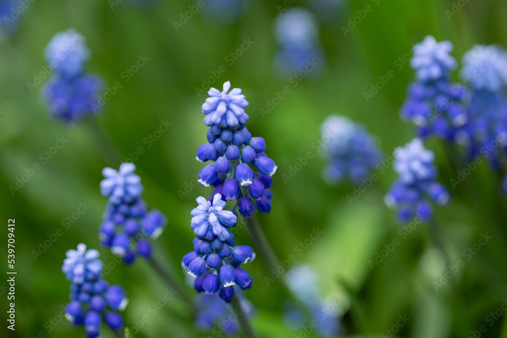 Spring flowers background grape hyacinth muscari Spring flowers background grape hyacinth muscari