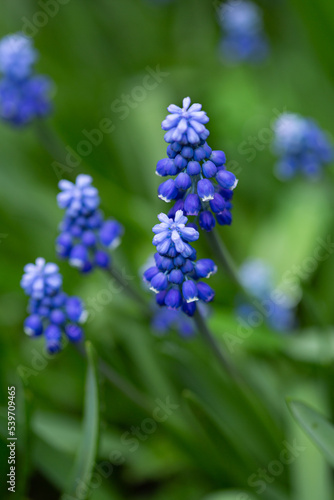  Spring flowers background grape hyacinth muscari nature