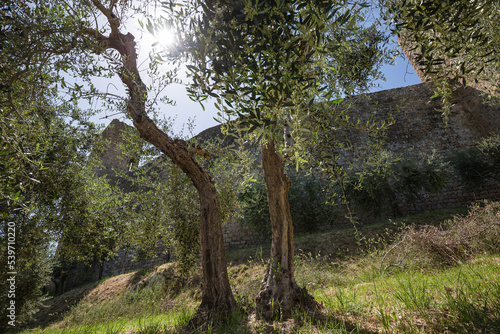 Sun shines through olive tree branches with medieval wall background