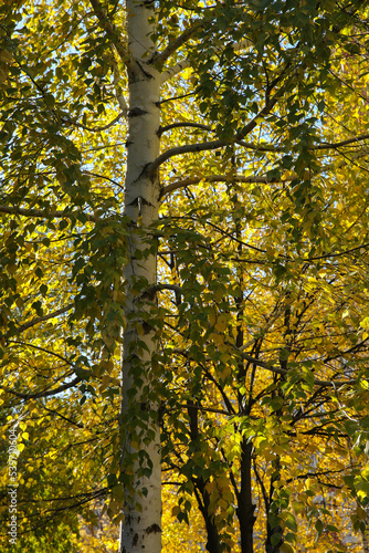 Blur birch branches and leaves, back sunlight, autumn background