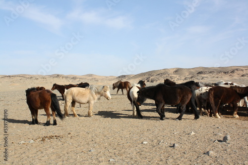 Mongolian Takhi (Przewalski) horses in the tranquility of the quiet desert, Chuun Bogd valley, Gobi Desert, South Mongolia. The existence of the horses for the nomadic families is very crucial.