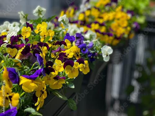 Wallpaper Mural Decorative flower pots with spring flowers Viola Cornuta in vibrant violet and yellow color, purple yellow pansies in flower pots hanging on a fence in balcony garden Torontodigital.ca