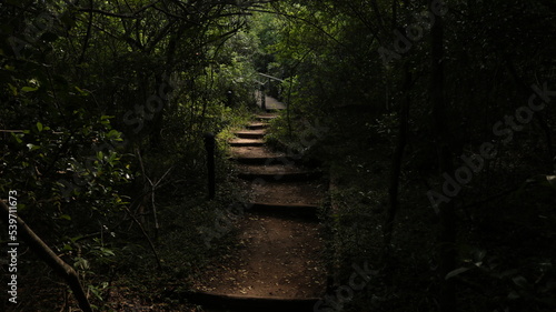 stairway to heaven forest tropical getaway dark path with wood stairs