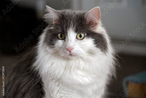 A portrait of a white and gray cat with big eyes