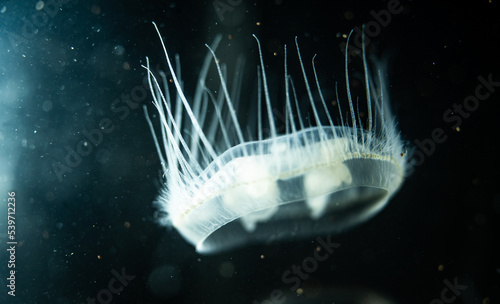 Peach blossom jellyfish (Craspedacusta sowerbii) macro close-up, a species of freshwater hydrozoan jellyfish native to the Yangtze river basin in China. This species have spread all around the world. photo