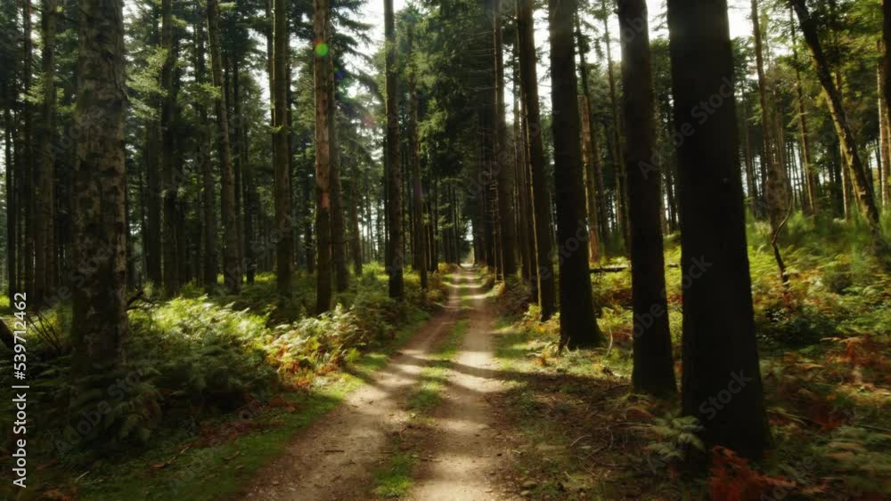 Travel adventure in dirty street into the forest with tall trees in Autumn Travel adventure in dirty street into the forest with tall trees in Autumn